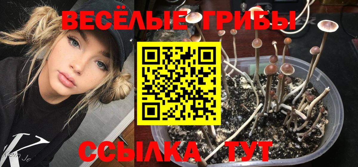 Псилоцибиновые грибы Cubensis  Вход с VPN  купить наркотик  Кудрово 